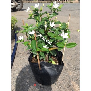 Chậu mai chỉ thiên