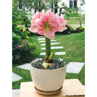 CỦ HOA HUỆ TÂY CÁNH KÉP (MUA 5 TẶNG 2, MUA 10 TẶNG 6)