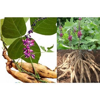 [Shop_huan_hoa_hong]BẦU SẮN DÂY GIỐNG