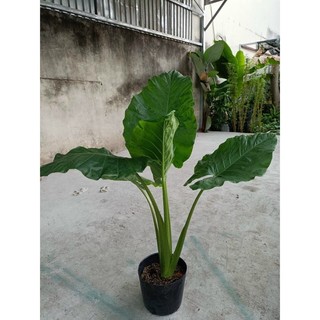 Cây ráy voi khoảng 1m
