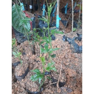 CÂY GIỐNG GẤC NẾP ( cây giống siêu sớm có bảo hành)