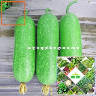 15H - HẠT GIỐNG BÍ ĐAO CHANH Hạt Giống Nông Trại Xanh THE GARDEN