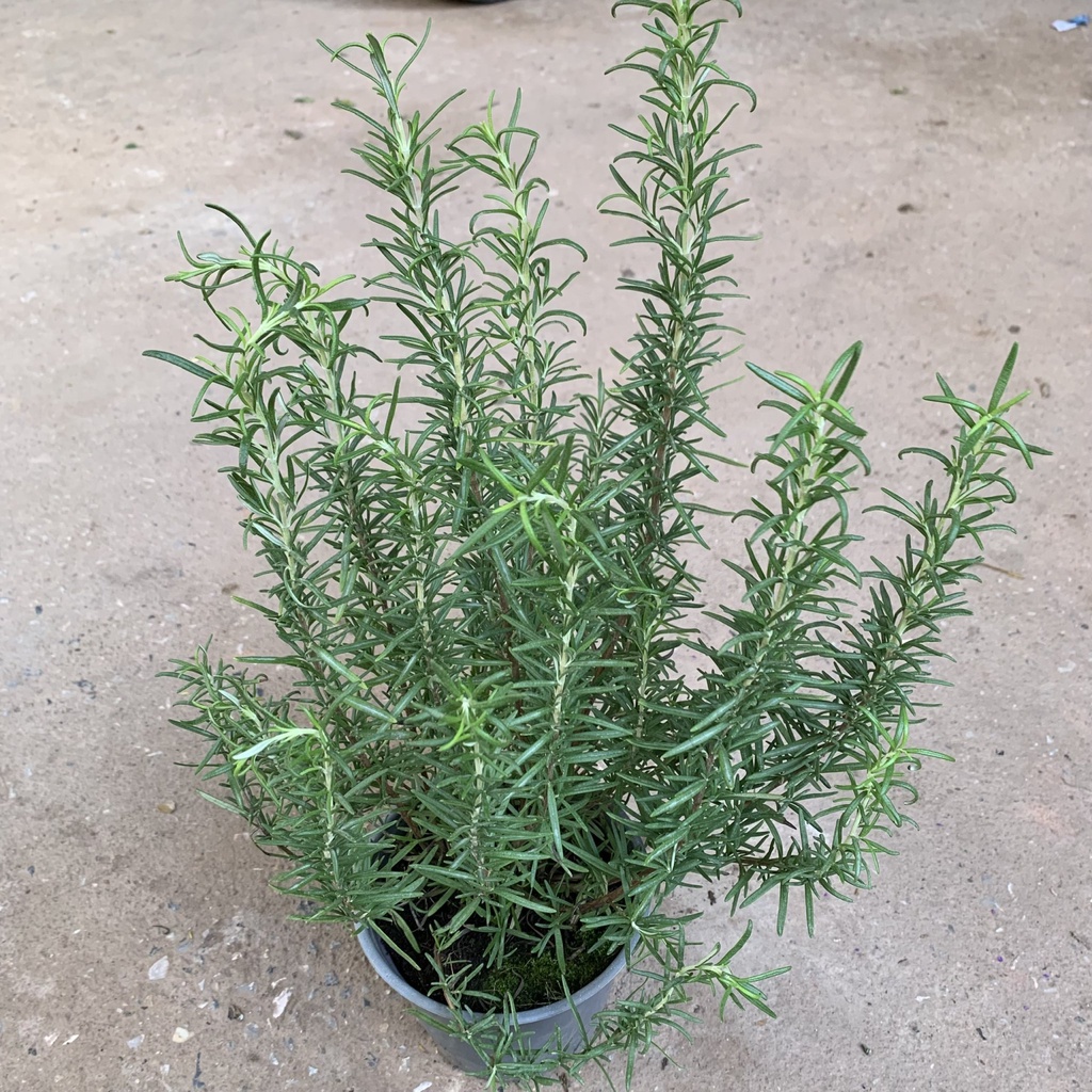 Cây hương thảo đuổi muỗi cao 20-25cm, cây để bàn tỏa hương thơm ngát, trang trí ban công và decor quán cà phê