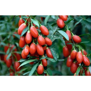 kỉ tử ninh hạ loại 1