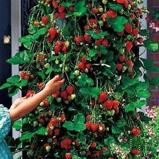 Gói 100 hạt giống dâu tây leo giàn