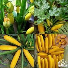 hạt giống bí ngòi vàng 15 hạt