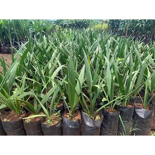 cây giống Chà Là Khasab ( cây xanh ngọc lan 47)