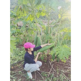 Hạt giống đu đủ Siêu dài