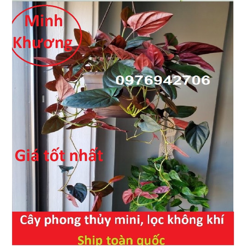 Trầu bà tím Syngonium Erythrophyllum (giao như hình cuối)-thích hợp văn phòng, nhà ở, sân vườn -bscc