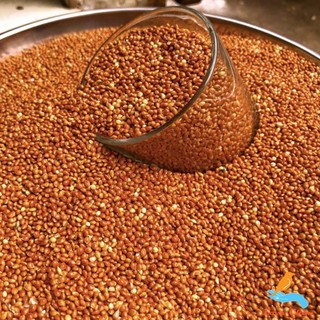 Hạt kê cho chim, 500gr hạt kê đỏ to cho chim Cu Gáy, chim Vẹt,chim Bảy Màu,chim Yến ,Thức ăn cho vẹt, thức ăn cho cu gáy