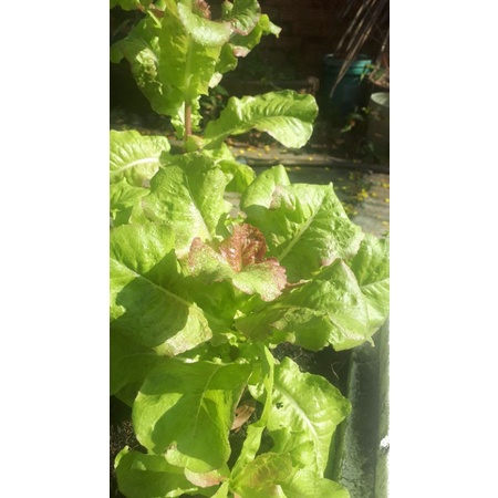 2000 HẠT GIỐNG XÀ LÁCH CÁNH LỬA PRIZEHEAD