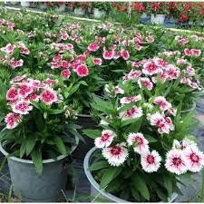 100 hạt giống hoa cẩm chướng đơn