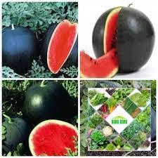 10 hạt giống dưa hấu đen ruột đỏ