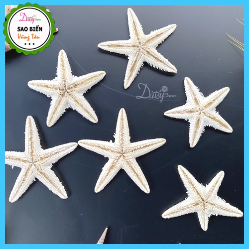Sao Biển Khô Trắng Đẹp Tự Nhiên - Sao Biển Trang Trí