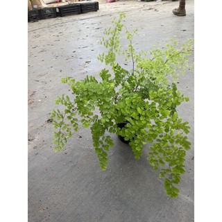 Chậu dương xỉ Tóc thần vệ nữ, khoẻ đẹp trang trí cực xinh