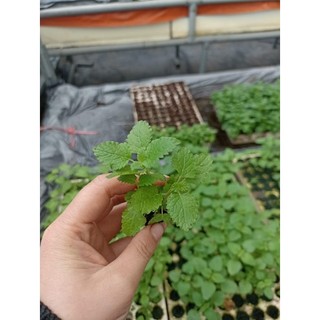 Hạt - Cây giống Bạc hà chanh sả - hương thơm chanh sả dễ chịu cây giống