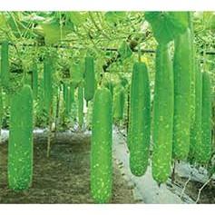 Hạt giống bầu sao(5h)