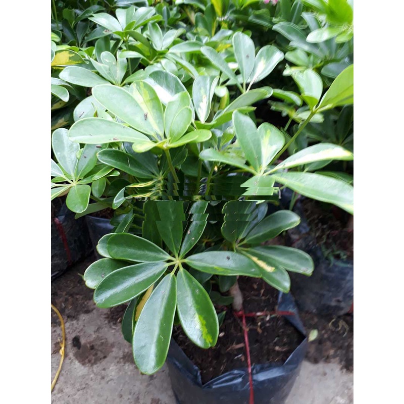 CÂY NGŨ GIA BÌ CHÂN CHIM LÁ XANH - cây giống ươm bầu