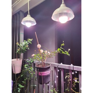Đèn Led Buld Zako 50W Kích Cây Sinh Trưởng, Nảy Mầm Chuyên Cho Kiểng Lá, Thủy Sinh, Hoa Hồng, Lan, Sen Đá, Bonsai
