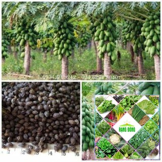 Gói 5 hạt giống đu đủ lùn ruột đỏ quả tròn