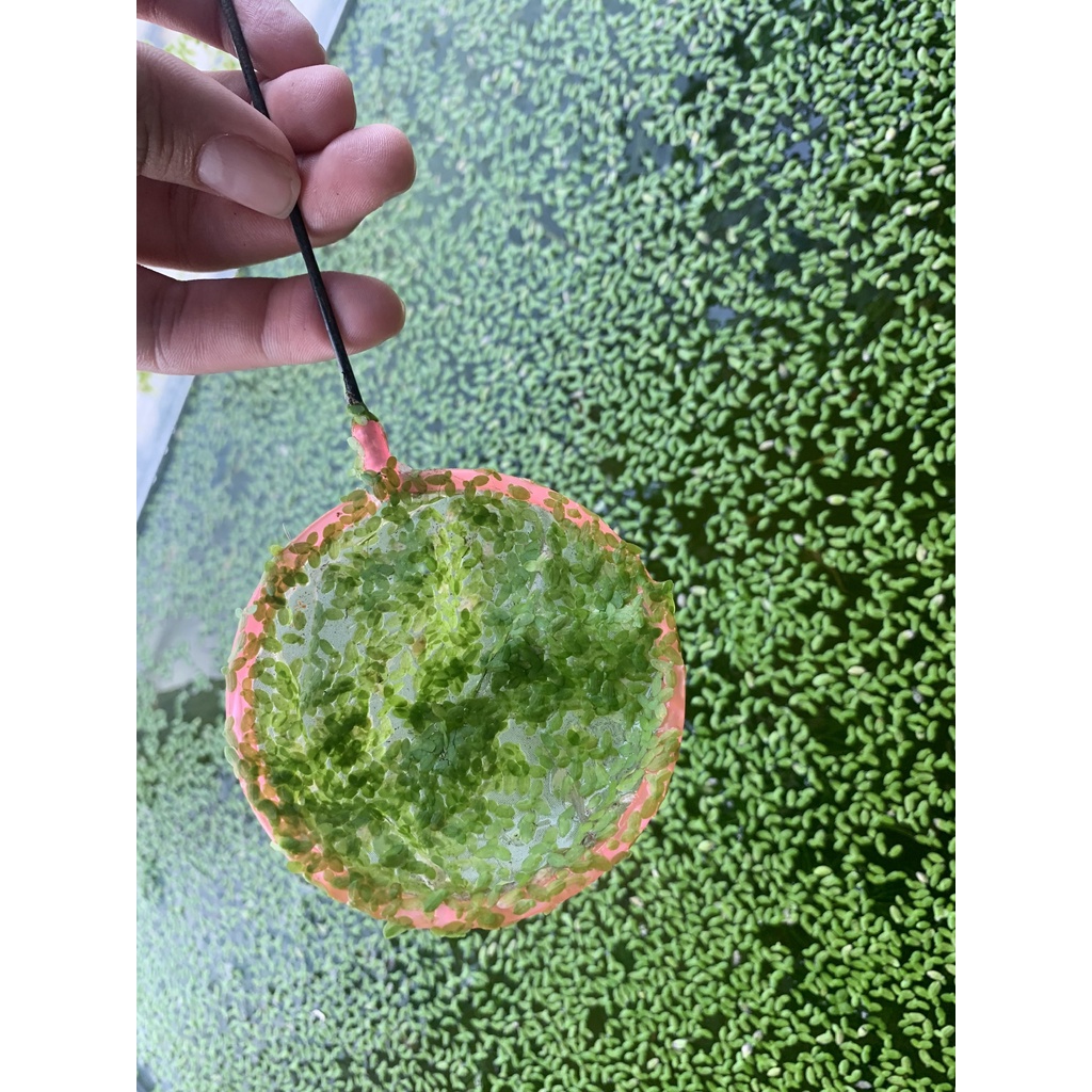 [NHẬN QUÀ KHI MUA ĐƠN 39K] Bèo Tấm Thủy Sinh Lá Nhỏ - Bèo Cám Trang Trí Hồ Cá, Bể Cá Thủy Sinh Làm Sạch Nước[BÈO TẤM]