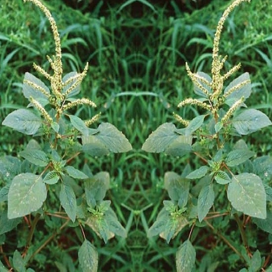 Cây Dền Gai tươi 1kg