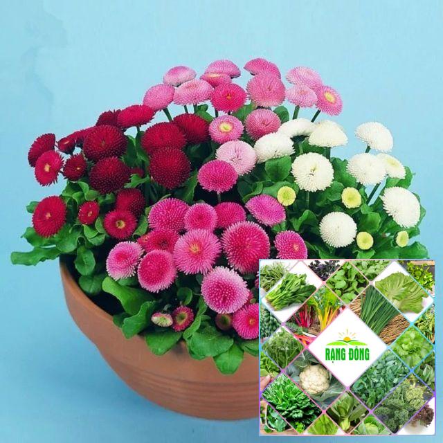 Hạt giống cúc anh 100 hạt