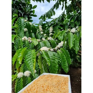 1kg phấn hoa cf