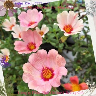Hoa sam thái hoa mười giờ sam to đẹp màu số 62 giống mới🍒