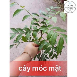 Cây móc mật giống - - - cây gia vị ăn quả và cây dược liệu