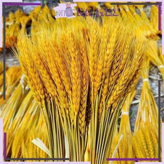 Bông lúa mạch khô décor sét 100 bông