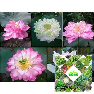5 hạt giống sen hoàng cung 5 màu