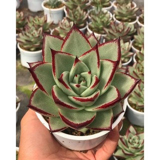 Sen đá đế son môi size trung chậu 10cm lỗi 1 đổi 1