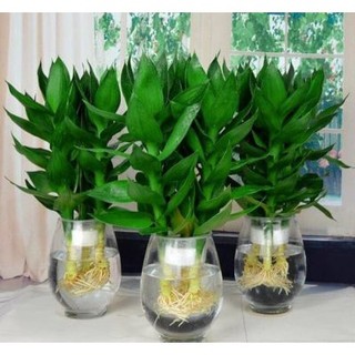Chậu cây phát tài phát lộc thủy sinh
