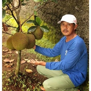 Cây giống mít lùn