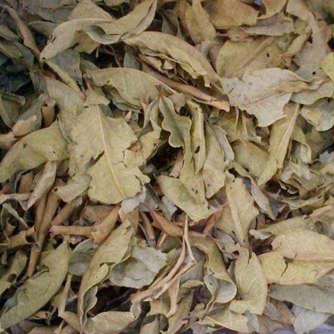 1kg Lá vối khô giải nhiệt mùa hè đánh bay tiểu đường, gout, gan nhiễm mỡ, lợi tiểu, giảm cân hiệu quả