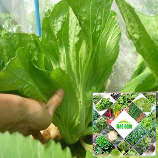 gói 200 hạt giống rau dưa cải