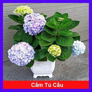 Cây hoa cẩm tú cầu - cây cảnh đẹp - đổi màu theo độ PH + tặng phân bón cho cây