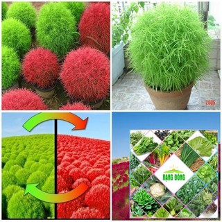 Gói 100 hạt giống cỏ đổi màu