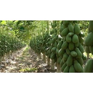 Cây đu đủ lùn Thái lan giống ( cây khỏe đẹp được kiểm tra trước khi thanh toán)