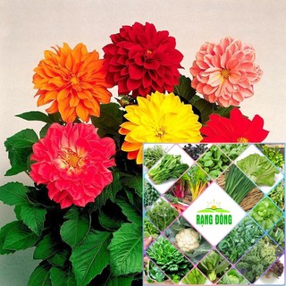hạt giống hoa thược dược lùn 40 hạt HAT F1