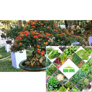 Gói 30 hạt giống cúc ngũ sắc thân gỗ HAT F1