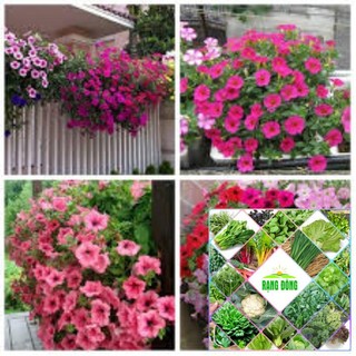 Gói 100 hạt giống dạ yến thảo đơn mix màu