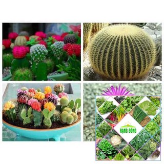 gói 50 hạt giống xương rồng nhiều màu