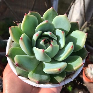 Sen đá bánh bao lửa size trung chậu 10cm lỗi 1 đổi 1