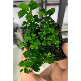 Ráy nana petite Thái ngọn rời full lá nước