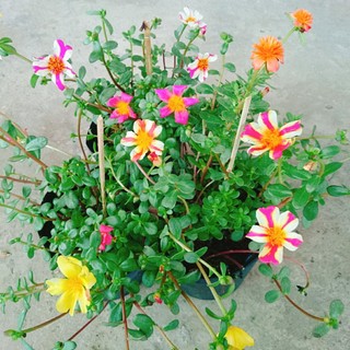 Hoa Mười Giờ Sam - cây cảnh đẹp