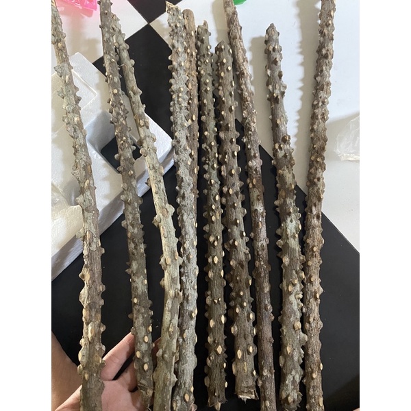 Cầu gạo cho chim chào mào Đậu Shop Cầu cho chim bằng cây gạo tư nhiên