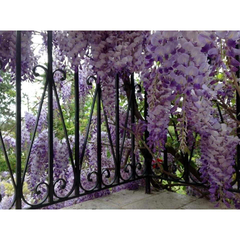 TỬ ĐẰNG LEO HOA SIÊU ĐẸP