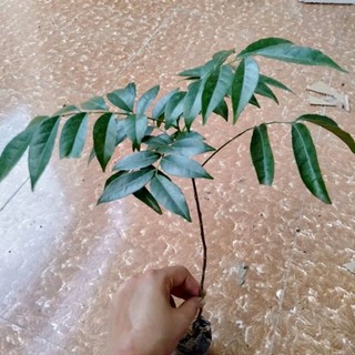 Cây lá mắc mật - giống cây ăn lá